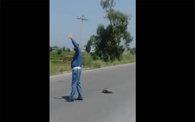 کچھوے کو سڑک پار کروانے والے ٹریفک وارڈن کی ویڈیو وائرل 