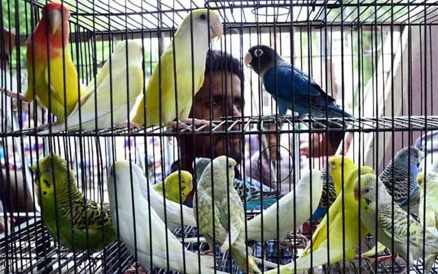 چڑیاں ، طوطے قید کرکے بیچنے والے ہوجائیں ہوشیار خبردار