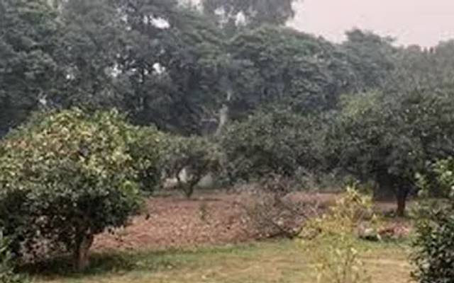  شہرمیں درختوں کی بروقت کانٹ چھانٹ نہ ہونے کے برابر