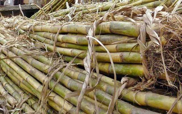 گنے کی کرشنگ میں تاخیر پر 3 سال قید، 50 لاکھ جرمانہ