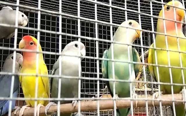 پرندوں کی غیرقانونی فروخت کیخلاف محکمہ جنگلی حیات ان ایکشن
