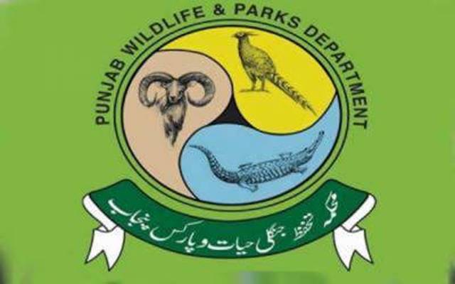 محکمہ جنگلی حیات نے لاہور چڑیا گھر اور زو سفاری کے سرپلس شیر فروخت کردیے