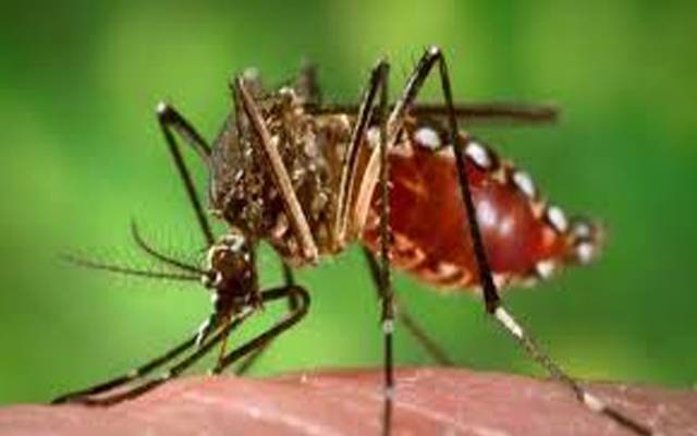  لاہور میں ایک اور فرد میں ڈینگی وائرس کی تصدیق 