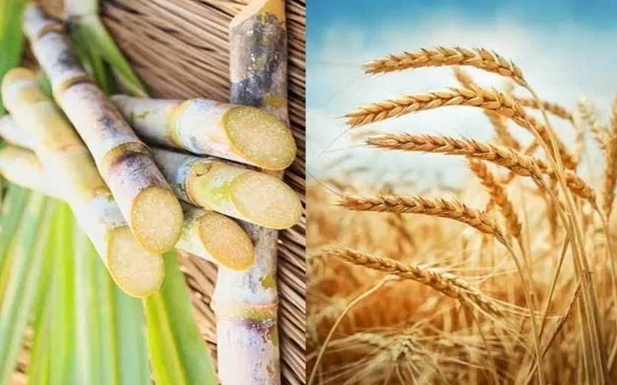 پنجاب حکومت نے گنے کی خریداری کے ریٹ مقرر کر دیے