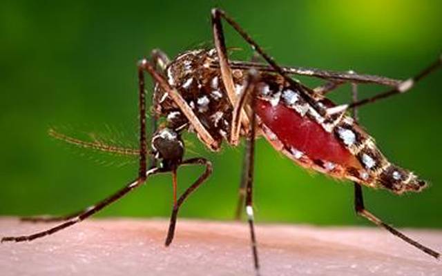  گزشتہ چوبیس گھنٹوں میں شہر کے 2 افراد میں ڈینگی وائرس کی تصدیق 