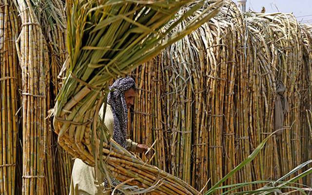 گیارہ سال کے دوران گنے کی فی من قیمت میں صرف 75 روپے کا اضافہ