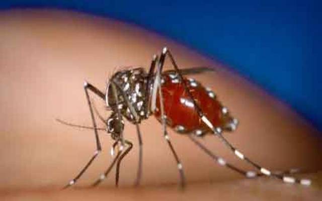  ڈینگی سرگرمیوں کی تصاویر اپ لوڈ نہ کرنے پر 86 سکولوں کو شوکاز جاری 