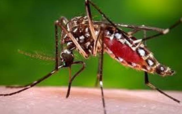  پنجاب میں گزشتہ 24 گھنٹوں کے دوران ڈینگی کے 6کنفرم کیسز 