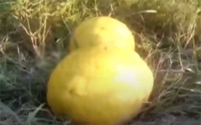 1فٹ لمبا 3کلو وزنی لیموں