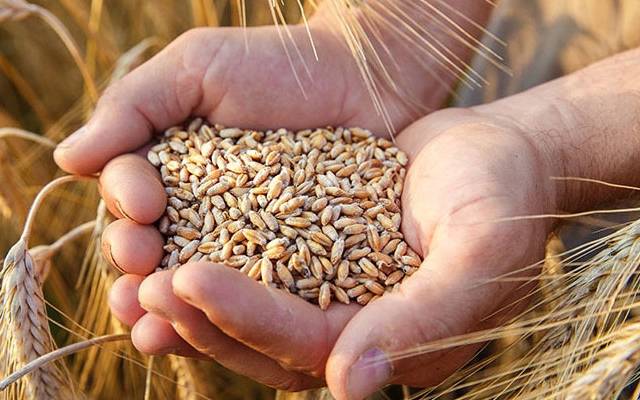  گندم کی امدادی قیمت کے معاملہ پرحکومت اور اتحادی جماعت میں تلخیاں 