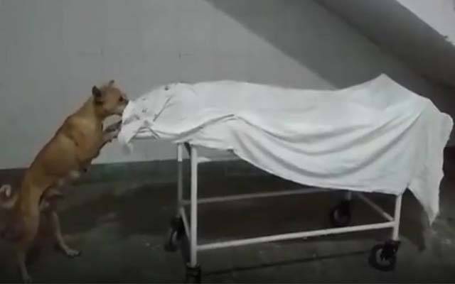 ہسپتال میں رکھی لاش کتے کھانے لگے