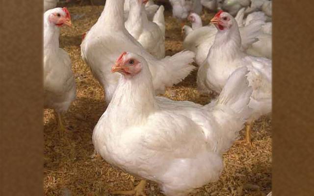 برائلر گوشت ایک بار پھر مہنگا،شہری پھٹ پڑے
