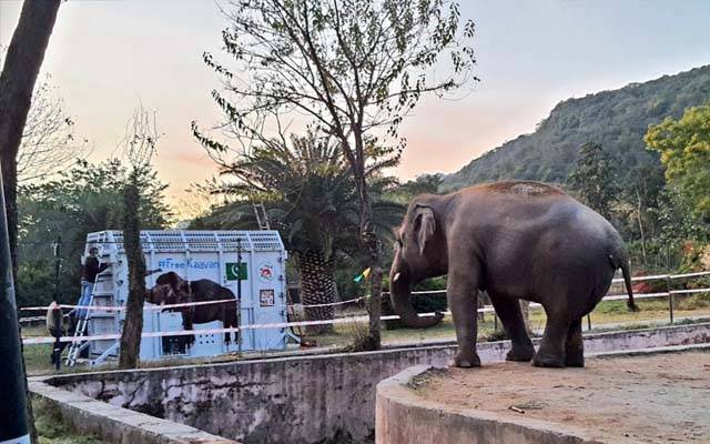 بھارتی ہٹ دھرمی، پاکستانی ہاتھی کاون کو فضائی راستہ دینے سے انکار