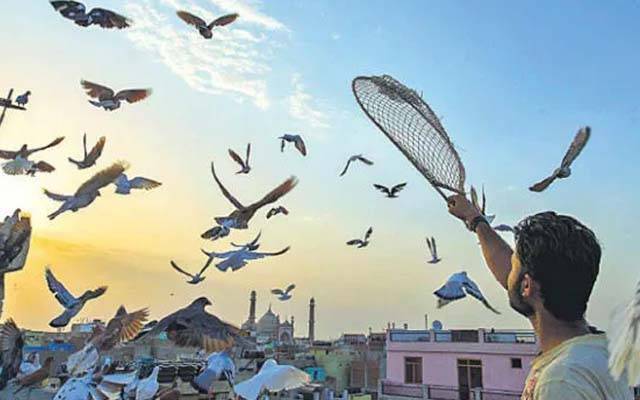  کبوتر بازی کے دوران گولیاں چل گئیں
