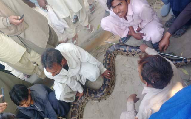  پاکستان کا سب سے بڑا سانپ پکڑا گیا 