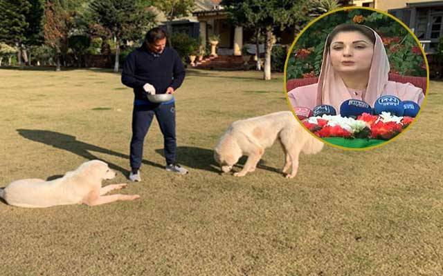 عمران خان کتوں کو نہیں اپنا خوف بہلا رہے تھے، مریم نواز