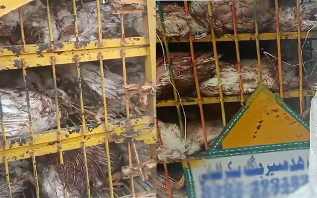 10 من مردہ برائلر گوشت پکڑا گیا