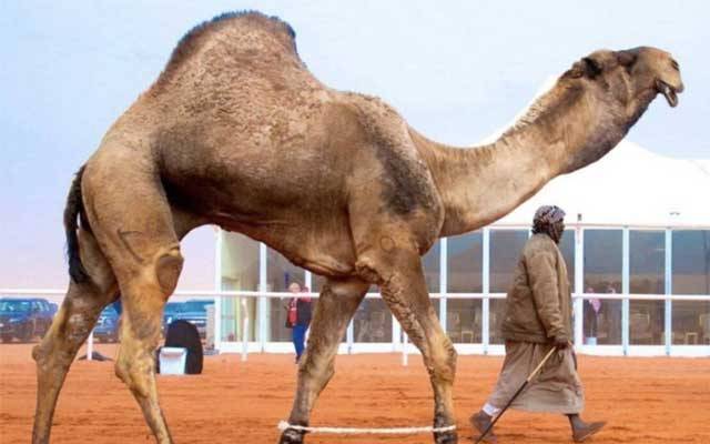 دنیا کا مہنگا ترین اونٹ، نام گنیز بک آف ورلڈ ریکارڈ میں شامل