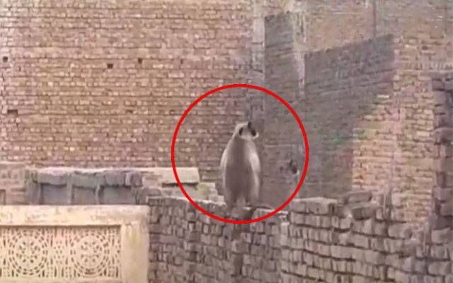 بھارتی لنگور پاکستانی قید سے فرار