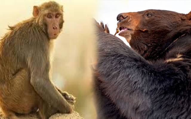  پنجاب میں ریچھ  اور بندر نجی تحویل میں رکھنے پر پابندی عائد 