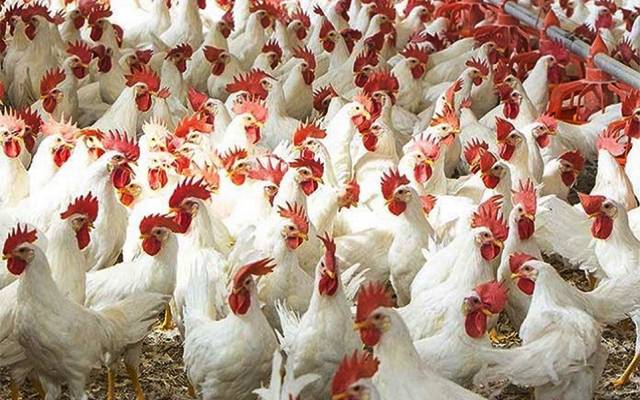 انڈوں کے بعد برائلر گوشت کی قیمت میں بھی بڑی کمی