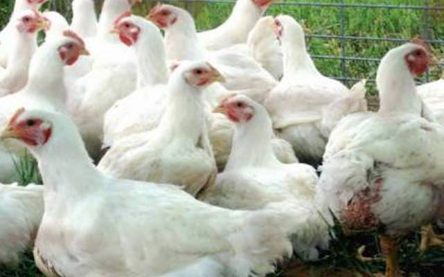  برائلر گوشت کی قیمت میں 9 روپے اضافہ