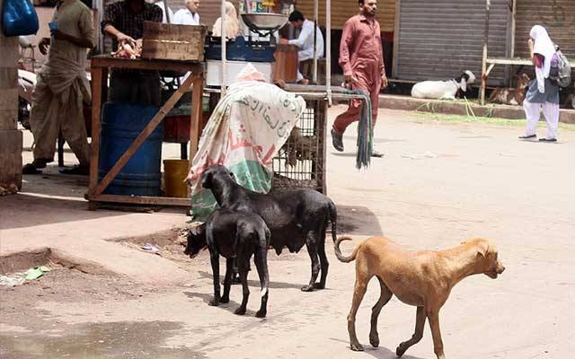 کتا کاٹنے پر علاج کیلئے کہاں جائیں؟ لاہوری پریشان