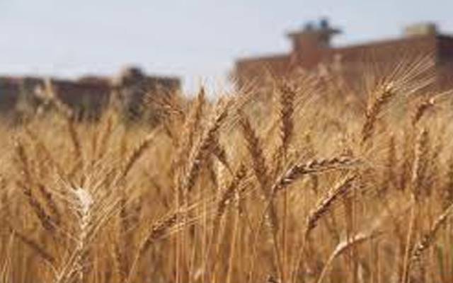 گندم خریداری کیلئے باردانہ ٹینڈر کی تاریخ کا اعلان