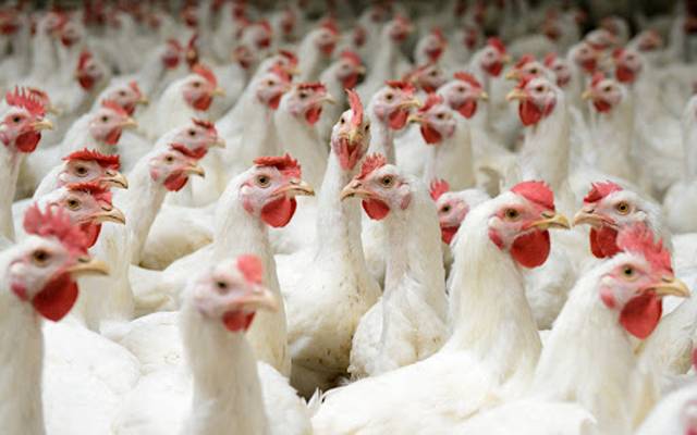 برائلر گوشت کی قیمت میں 65روپے کا اضافہ