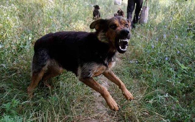 آوارہ کتے نے بچے کو بری طرح نوچ ڈالا
