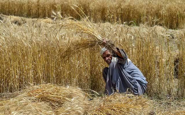 حکومت گندم کی امدادی قیمت بڑھانے کیلئے تیار