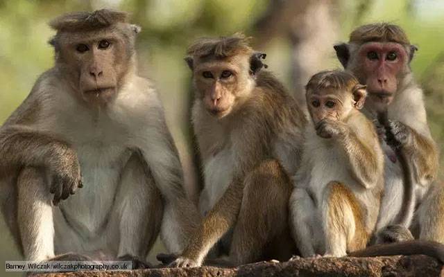 گھر میں سوئی دونوزائیدہ بہنوں کو بندر لے گئے