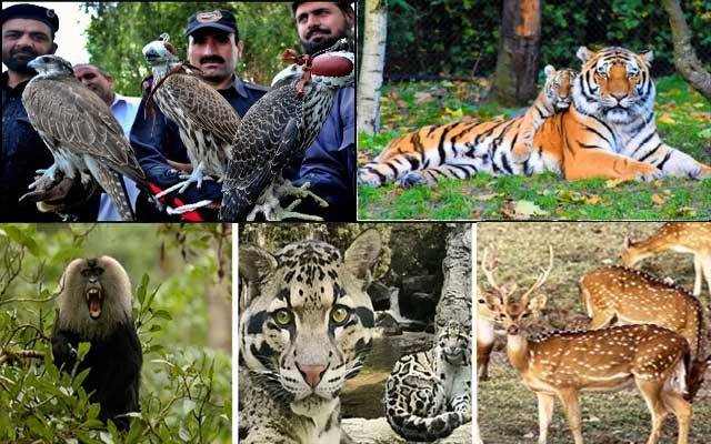 جنگلی حیات کے تحفظ کیلئے وائلڈ لائف فورس بنانے کا فیصلہ 