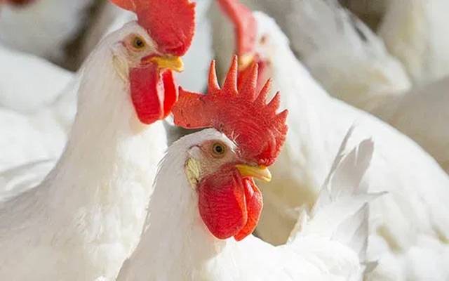 برائلرگوشت کھانے والوں کیلئے اچھی خبر