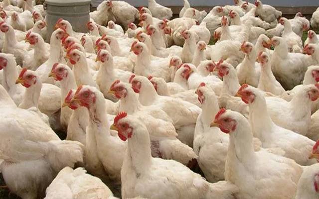 مرغی کے گوشت کی قیمتوں میں حیران کن اضافہ