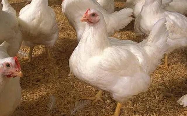برائلر گوشت کی قیمت میں حیرت انگیز تبدیلی