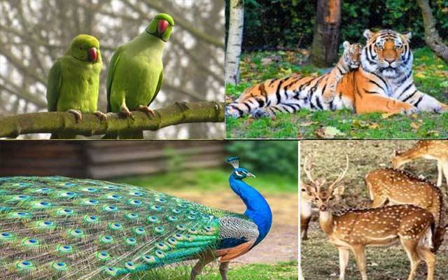 پنجاب حکومت نے جنگلی حیات کی فارمنگ رجسٹریشن فیس بڑھا دی