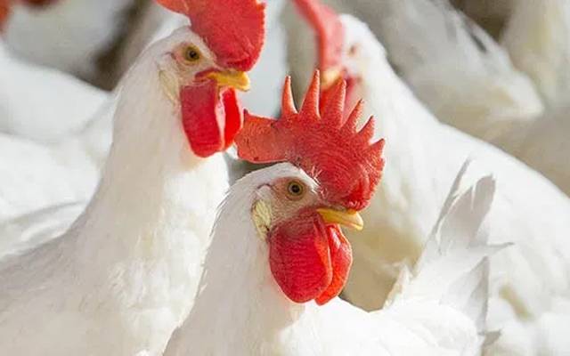 برائلر گوشت 19 روپے سستا، فی کلو کتنے میں فروخت ہونے لگا؟