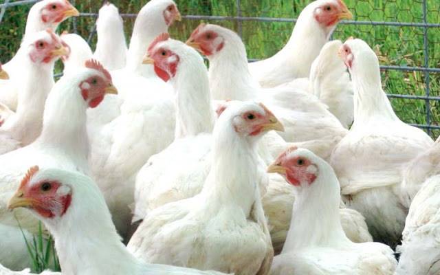  برائلر گوشت کی قیمت میں کمی نے پچھلے تمام ریکارڈ توڑ دیے 