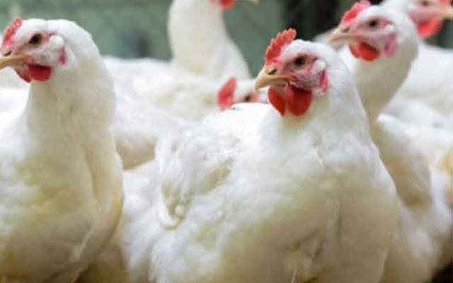 برائلر گوشت کتنے روپے کلو ہوگیا؟جانئے