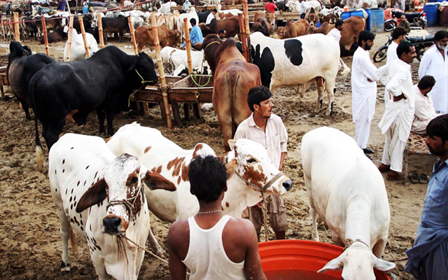 مویشی منڈیوں میں جانوروں کی داخلہ فیس