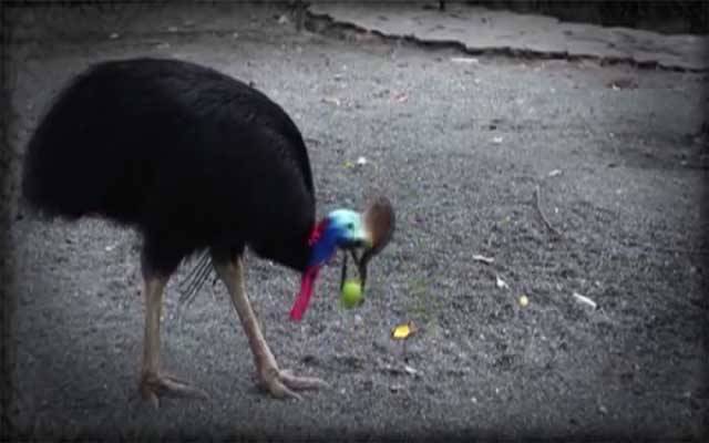 Lahore Zoo