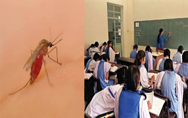 school education department