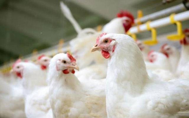 Chicken price increase