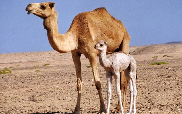 camel breeding