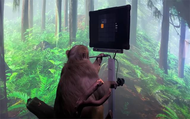 monkey playing game