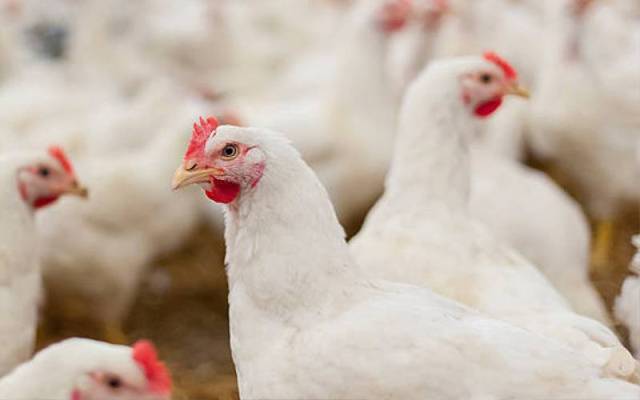 chicken price