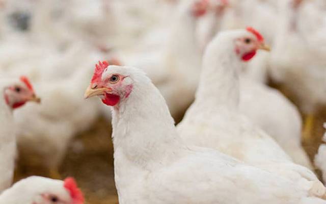 chicken price