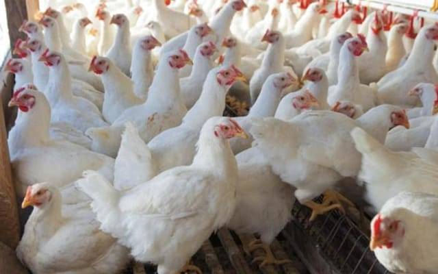chicken rate