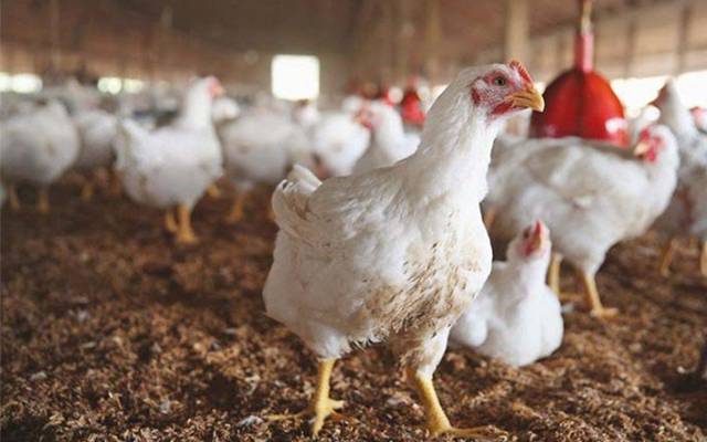 chicken rate
